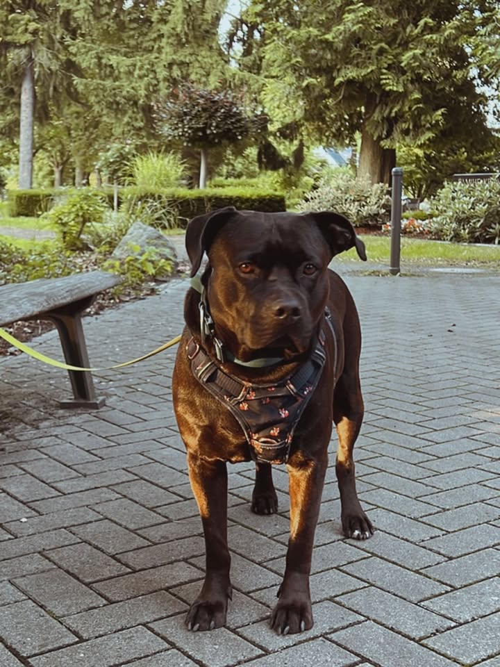 “Dog Bites in the News: Should Aggressive Pets Face Arrest Under New Laws?”